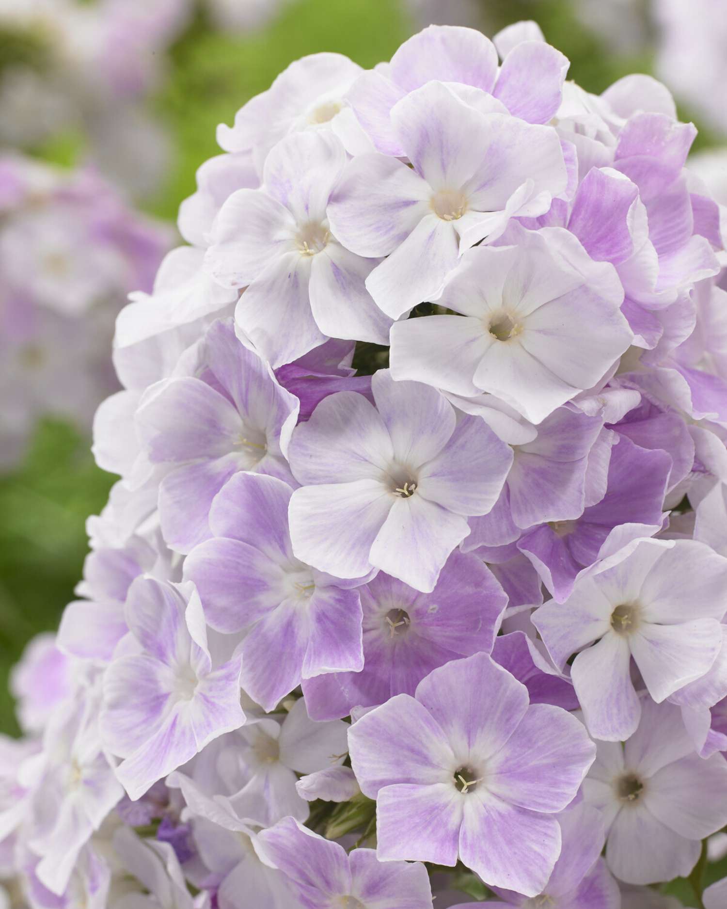 Høstfloks 'Cool Water'